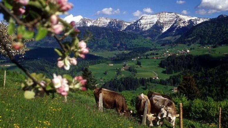 Fewo Alpengloeckchen, Oberstaufen/Steibis Екстер'єр фото